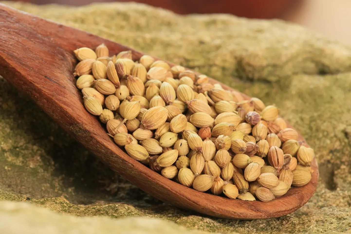 graines de coriandre