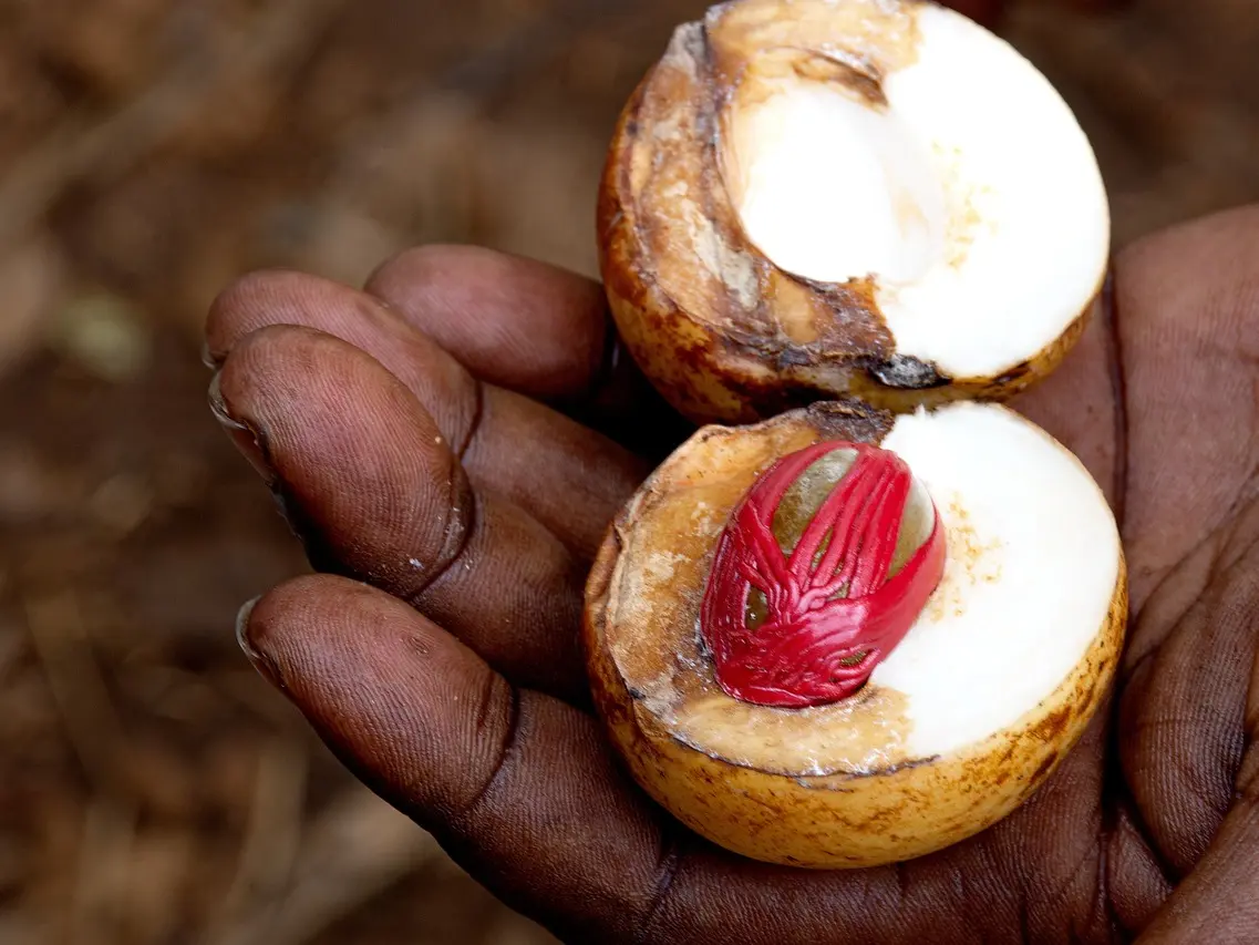 macis autour de la muscade